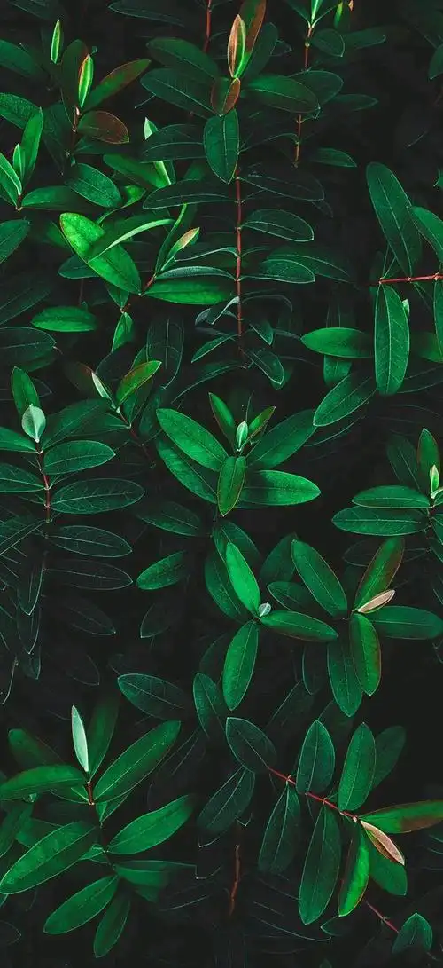 全面屏高清手机壁纸