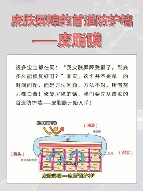 皮肤屏障的首道防护墙——皮脂膜