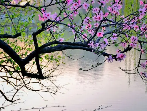 桃花含羞 春风荡漾