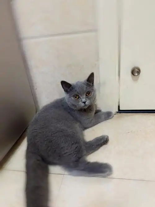 英短蓝猫妹妹找主人
