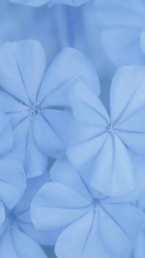 梦之蓝风景摄影小清新手机壁纸