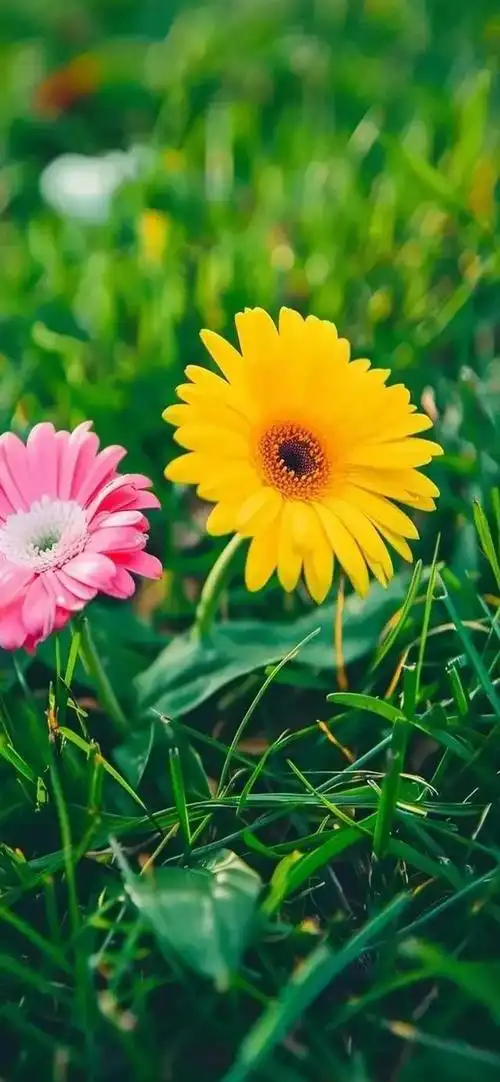 壁纸 花 桌面 640_1385 竖版 竖屏 手机