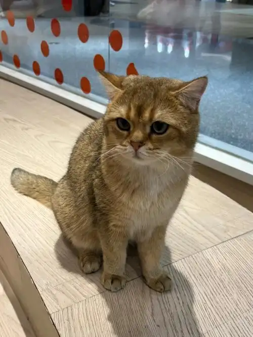 好可爱的猫星人