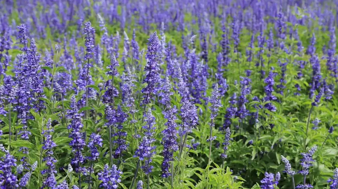 墨西哥鼠尾草为什么叫鼠尾草?