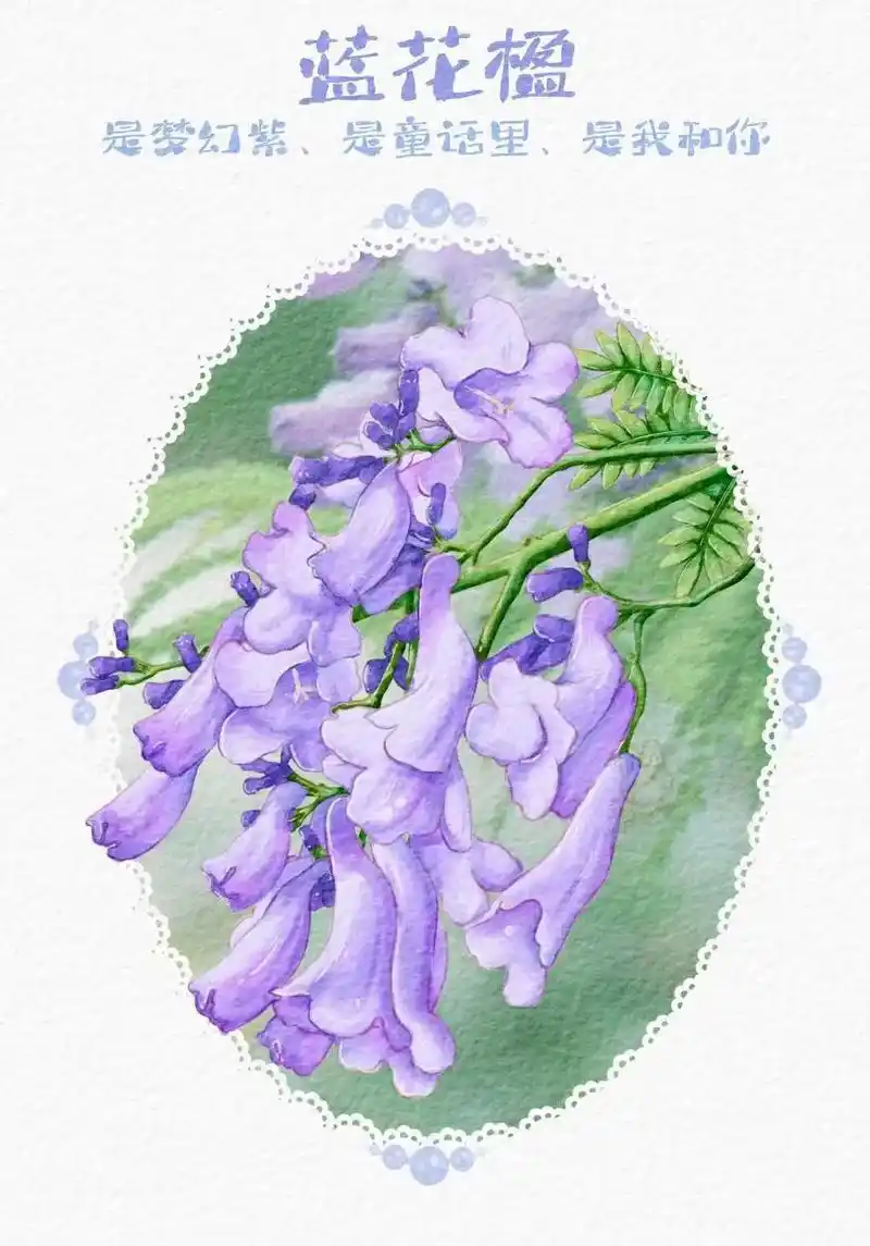 板绘水彩||直播带画第十二弹---蓝花楹