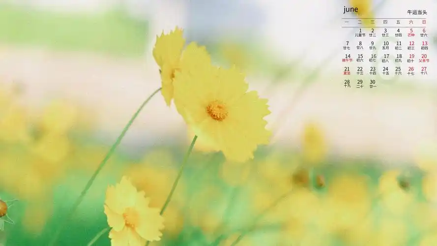 电脑壁纸 节日 月历壁纸 2021年6月小清新金鸡菊日历