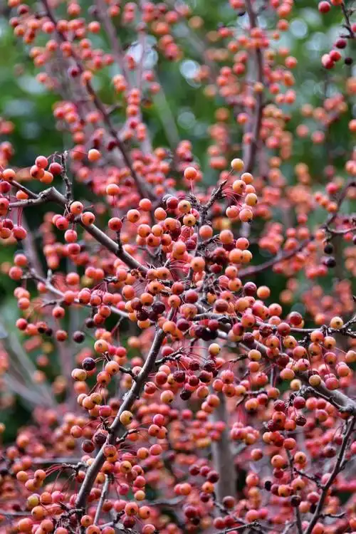 冬日里的海棠果,江苏无锡锡山区锡北镇,斗山蓝颐山庄.
