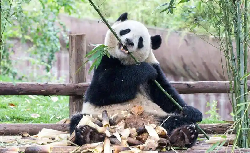大熊猫租借,赠送给17个国家,为何印度申请租借,却屡次被拒_动物园