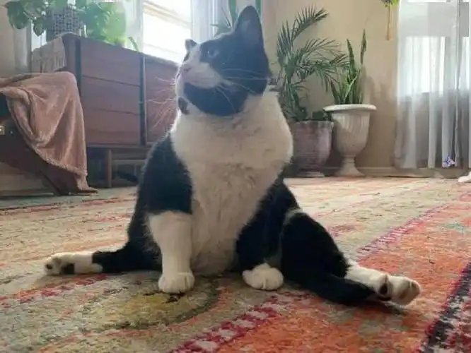 猫咪给铲屎官表演了个劈叉