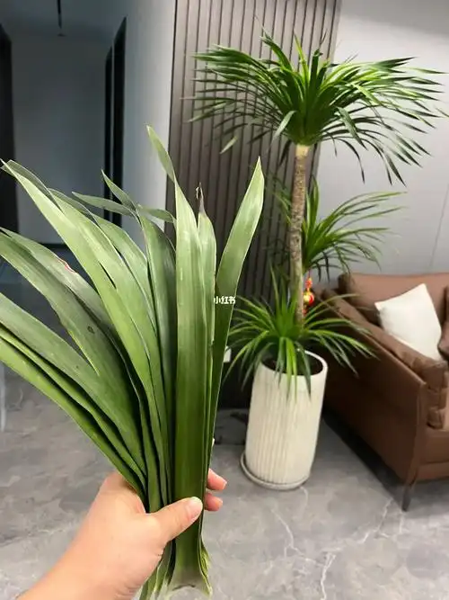 我家的龙须树,今天8月底入手的,至今已经有三个月