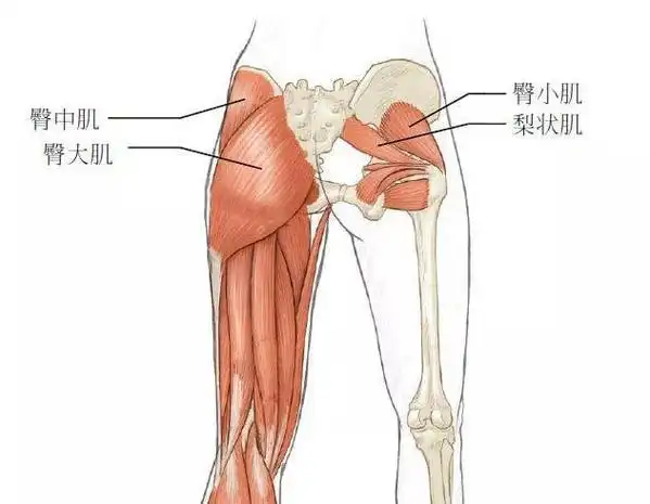 "蜜桃臀"不是扁塌的下垂臀,而是翘挺结实的臀部! – 春易女性生活