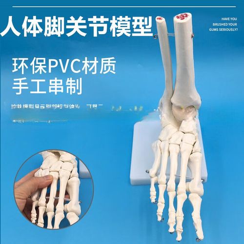 一比一脚掌骨  自然大脚关节模型带韧带人体足部骨骼解剖模型医学 脚