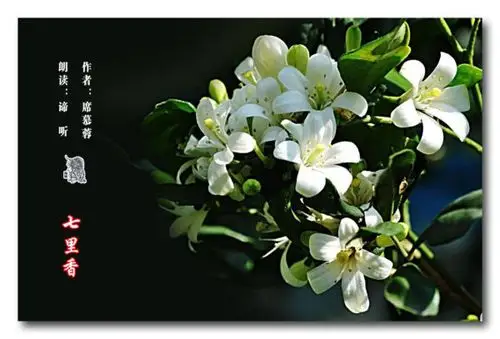 诗歌朗诵七里香