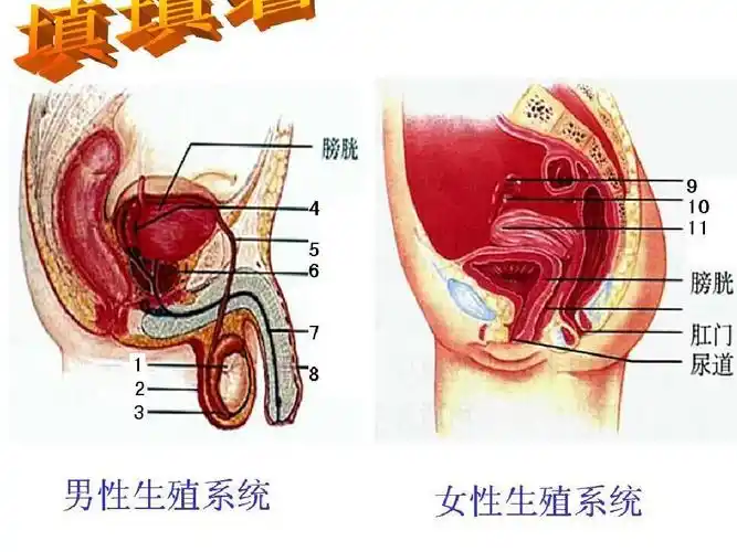 新人教版生物七年级下 第4单元 第1章 第2节 人的生殖