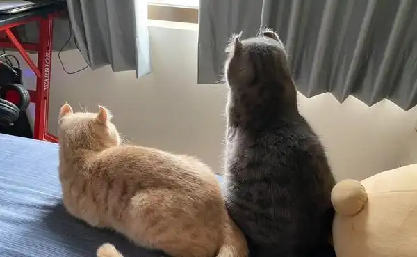 欣赏窗外风景已经是两只猫咪的日常.