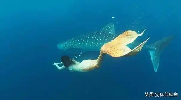 1962年活鲛人图片,1962年苏联科学家捕捉人鱼事件是否属实(找到美人鱼