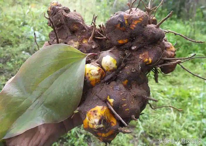 菝葜别名金刚藤 主治风湿关节痛 跌打损伤 糖尿病