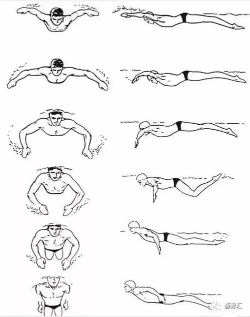 蝶泳教程谈谈蝶泳发力的根本如何腰腹部发力