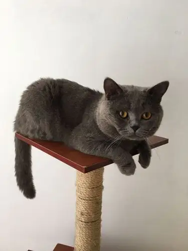 家里猫多了想便宜转让一只加菲和蓝猫的混血儿