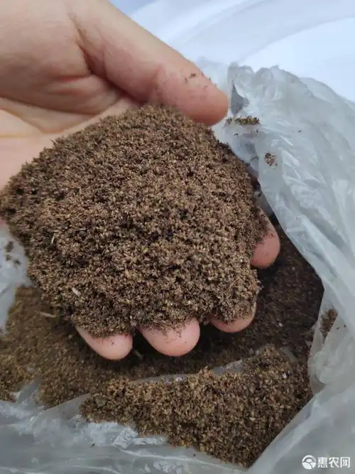 苎麻 通货 四川大竹县优质手工丝本地良种种子长期供应