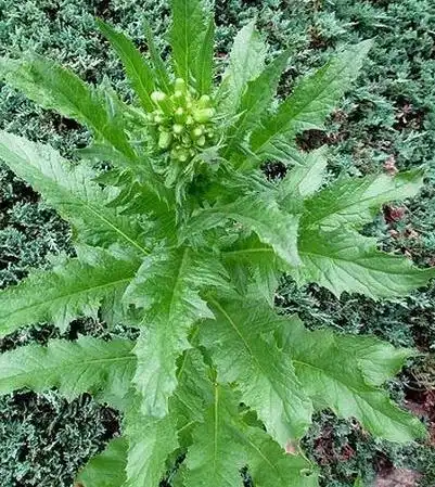 它被称为"救命草",比蒲公英强百倍,多吃能杀死癌细胞,增强免