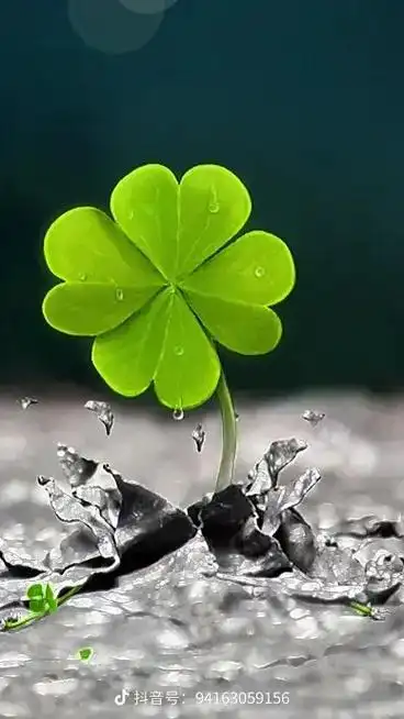 四叶草又名"幸运草",花语:"幸福"一叶代表希望;二叶代表付 - 抖音