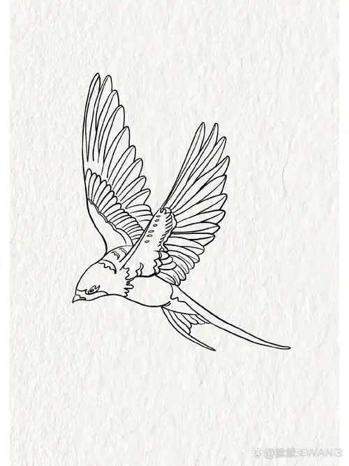 新手初学手绘插画线稿练习-92鸟 今天练习线条,临摹了六只鸟92