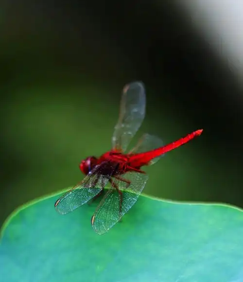 美丽可爱的小蜻蜓