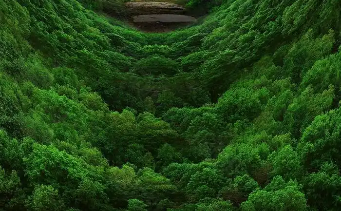 创意深绿色森林h5背景