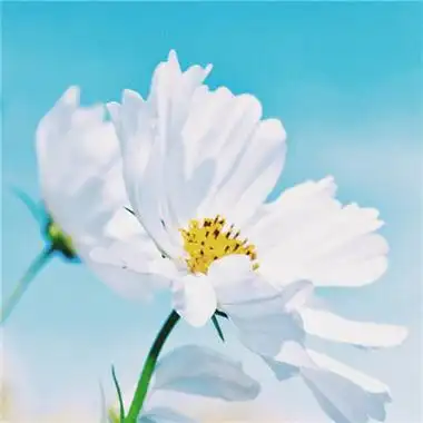 招财头像花高清漂亮的招财吉祥微信头像花的图片大全