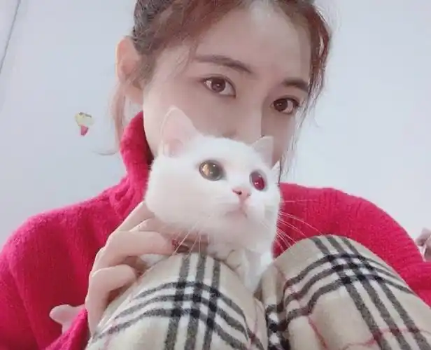 许佳琪的猫,猫系女孩实锤了,温柔的抱着猫咪太治愈了,人不如猫系列