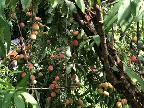 【秤砣子】毛冬瓜别名山蒲桃,白洋桃,毛花羊桃,白毛桃,白藤梨,一般在