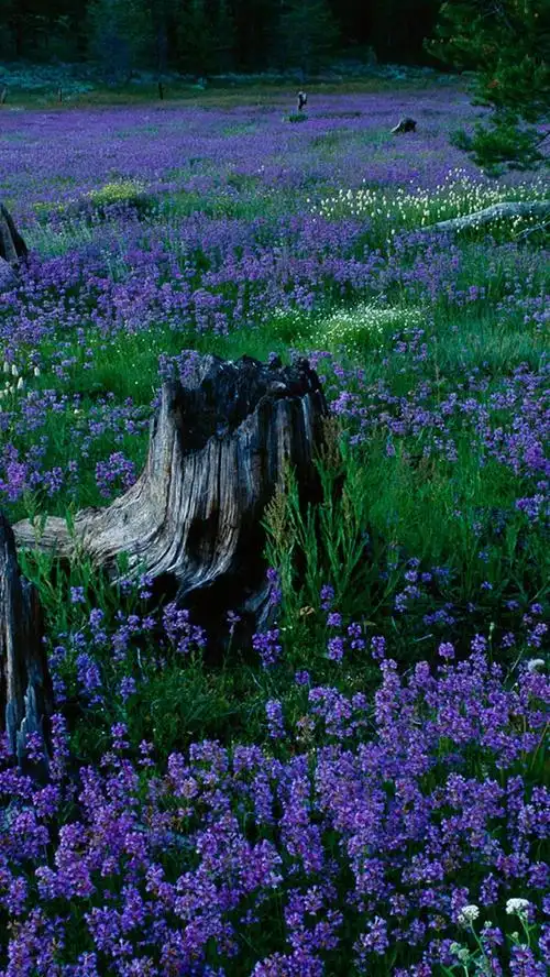 唯美风信子iphone _ 图片网