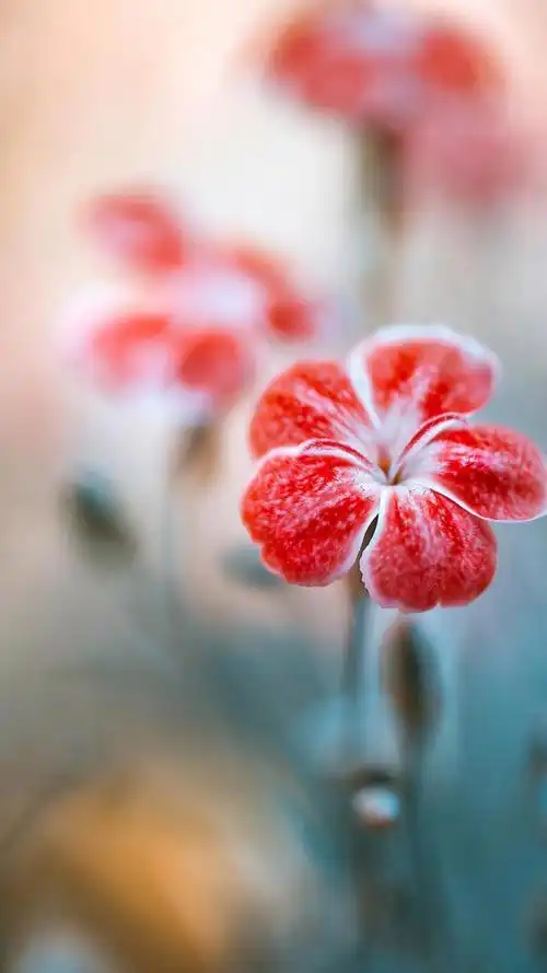 意境花图片小清新图片(小清新唯美小花儿高清手机壁纸)