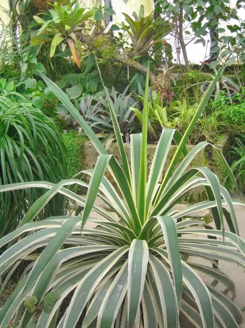 金边龙舌兰是一种受欢迎的观赏植物,需要正确的养护方法来保持其美丽