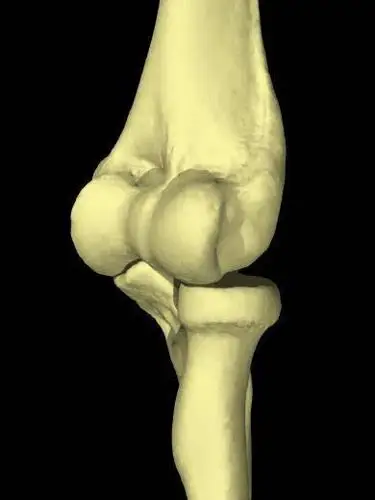 正常人体解剖学 认识自己人体六大关节之肘关节