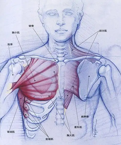斜方肌为什么总是那么紧张,僵硬?树式,战士一式,幻椅式加强中.