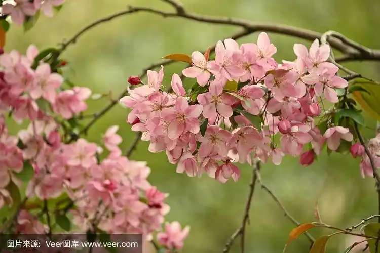 近距离看粉红色的亚洲野生海棠树开花