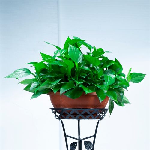 大盆绿萝长藤垂吊盆栽室内新房家用大叶水培绿植