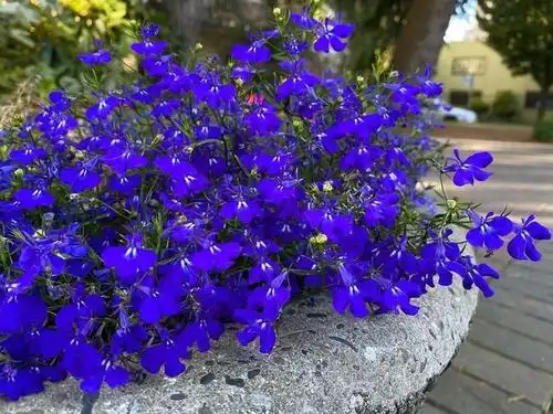 花园植物选择——5款一,二年生蓝色花卉,娇小玲珑,观赏价值高