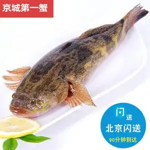 4-1.6斤1条 北京闪送 鲜活笋壳鱼 味道鲜美水产 呆子鱼虎头鱼