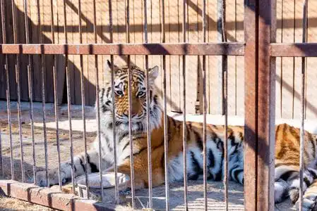 动物园侵略在铁窗动物园圈养老虎.电源和关在笼子里的侵略照片