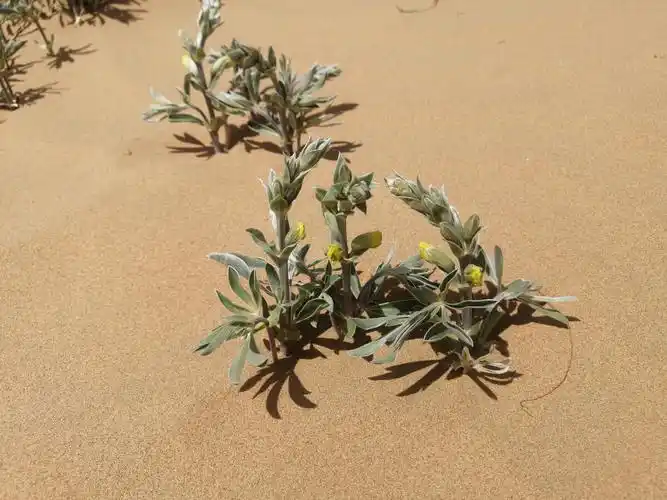 腾格里沙漠植物的生命力