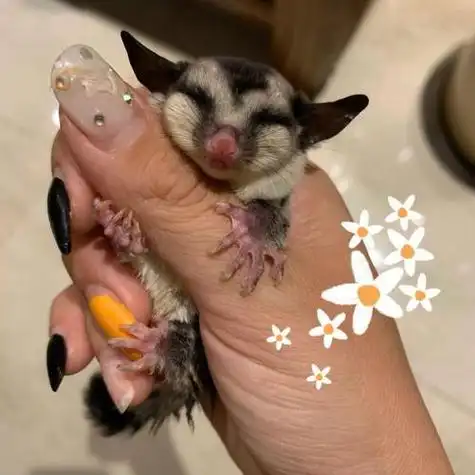 带大家看一只蜜袋鼯这个品相叫白金哔哩哔哩bilibili,最洋气的狗狗