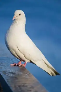 高清图片-白鸽子 白鸽子.--拍信(paixin.