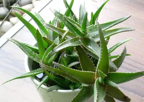 你可知道家里养的这些花除了欣赏还能抗菌消炎治发烧咳嗽