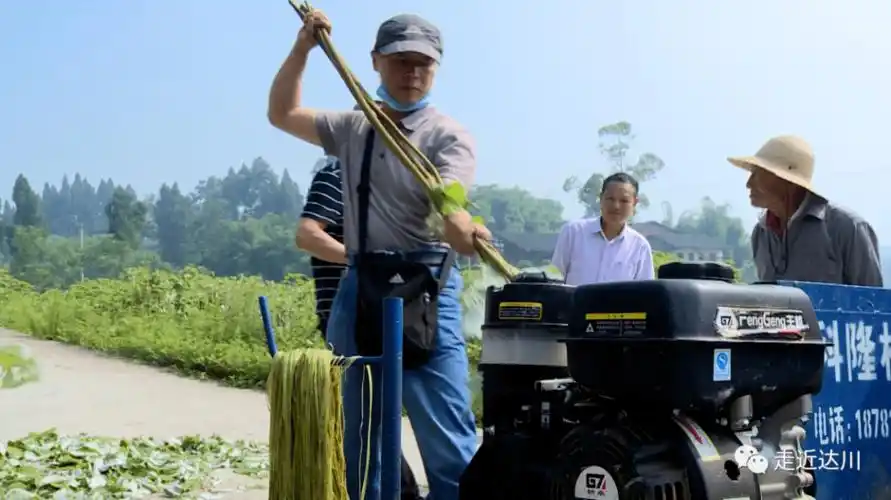 so easy,打麻就是这么简单!_苎麻