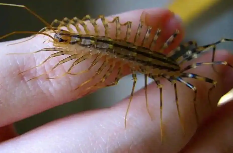 蚰蜒这种虫子有很我腿,样子很吓人 - 抖音