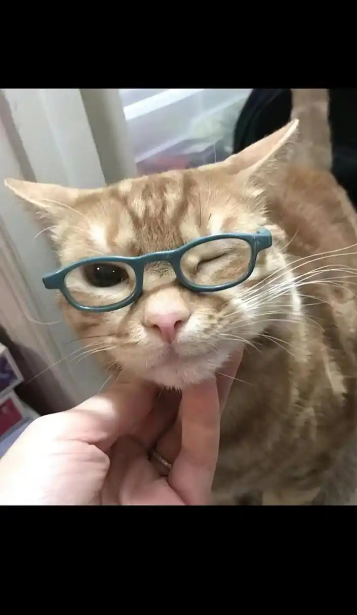 带着眼镜的小猫好可爱