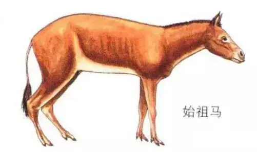 真马,这是马的祖先.